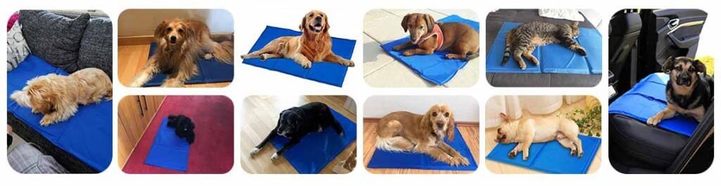 dogs love cooling mat